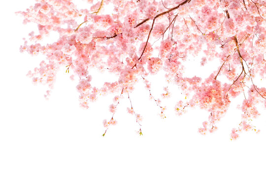 Cherry Blossom Banner - Powered by Adobe