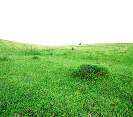 Green grass field isolated on white background