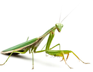 Gottesanbeterin isoliert auf wei&szlig;en Hintergrund, Freisteller