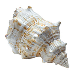 Close-up of a beautifully detailed conch shell isolated on a white background, showcasing its intricate patterns and textures.