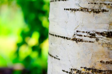 Young juicy birch trunk (Betula pendula, silver birch, European white birch) in spring sunny...
