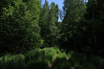 A path overgrown with grass in a beautiful magical forest on a sunny day.