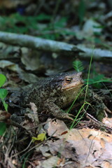 Large forest toad in dry leaves