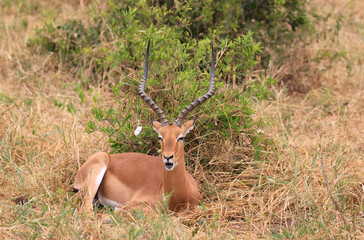 Impala in Tarangire National Park, Tanzania, East Africa