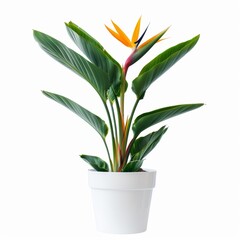 A Bird of Paradise in a white pot, no shadow, isolated on white background