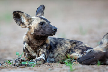 African wild dog hanging around in Zimanga game reserve near the city of Mkuze in South Africa