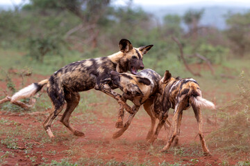 African wild dog hanging around in Zimanga game reserve near the city of Mkuze in South Africa