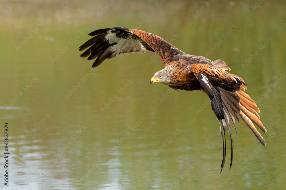 Poster Red Kite (Milvus milvus) flying in Gelderland in the Netherlands 