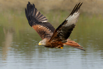 Red Kite (Milvus milvus) flying in Gelderland in the Netherlands 
