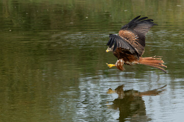 Red Kite (Milvus milvus) flying and trying to pick up some food from the water in Gelderland in the Netherlands 