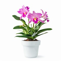 A Cattleya in a white pot, no shadow, isolated on white background