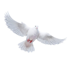 Obraz premium white dove flying on the transparent background, PNG AI GENERATED