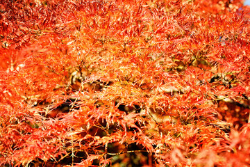 Colorful red leaves, bright autumn background
