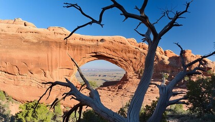 spider red sandstone arch with holes and dark tree branches in the foreground during a cloudless day innamerican southwest