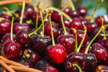 Close-up of freshly picked cherries in a basket, showcasing vibrant red color and shiny texture of the fruit.