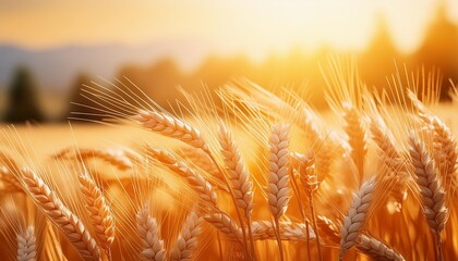 wheat field in the rays of the summer sun closeup bountiful harvest concept rural scenery