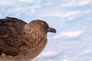 South polar skua, Southern Ocean, Antarctica