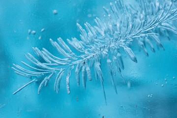 Pine tree branch in nature with snowflakes
