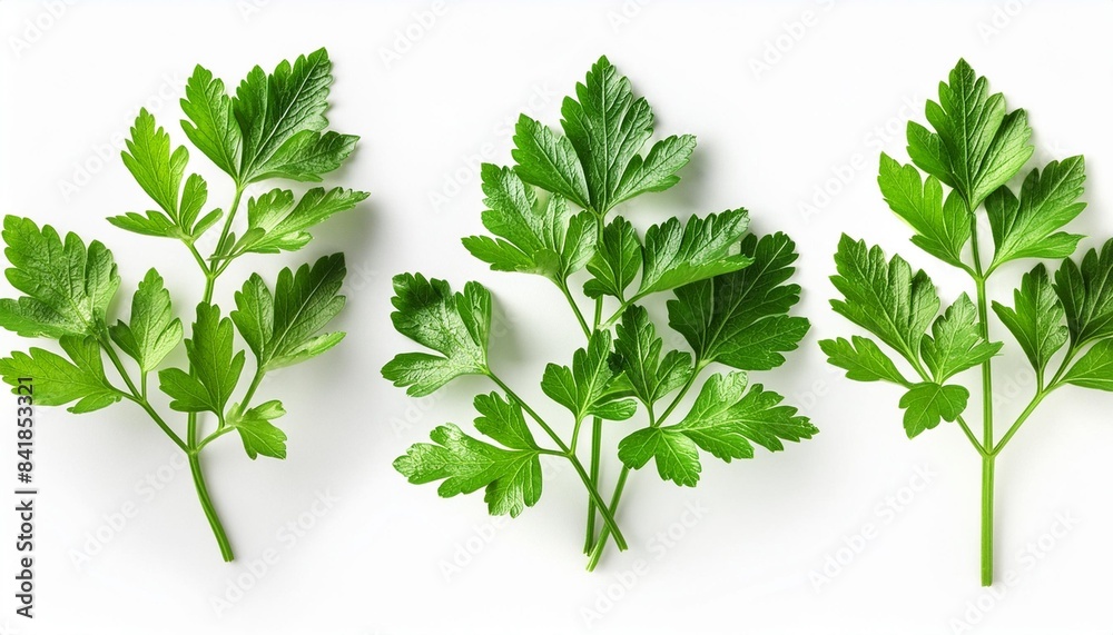 Wall mural parsley isolated on white background fresh parsley leaves closeup package design elements flat lay t - Wall murals
