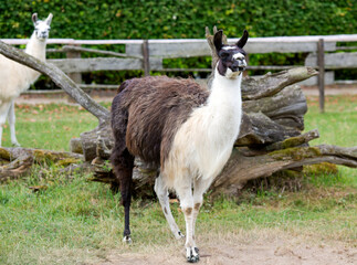 Obraz premium Colorful llama grazes on a green lawn. Animal breeding farm for wool and meat. The concept of exotic, ecological and photo tourism in Latvia