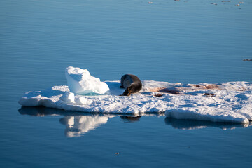 Southern ocean. Antarctica. Snowy land Endless water