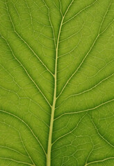 green pressed leaf texture