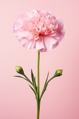 Pink carnation flower isolated on pink background