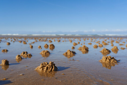 Small mounds of sand on a wet beach, indicative of lugworms or sandworms beneath the surface, showcasing marine life&rsquo;s interaction with the environment.