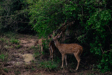 Ciervos en Yala - Sri Lanka