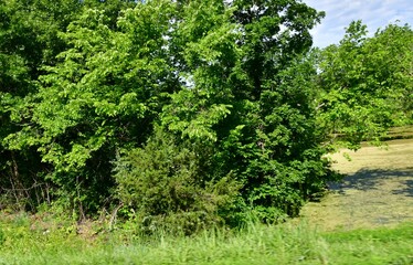 Trees by a Mossy Pond