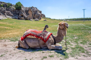 A lone female tourism camel is waiting in the historical and touristic Phrygian valley in Turkiye