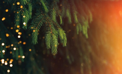 A close-up of a young fir branch with a garland in the summer.