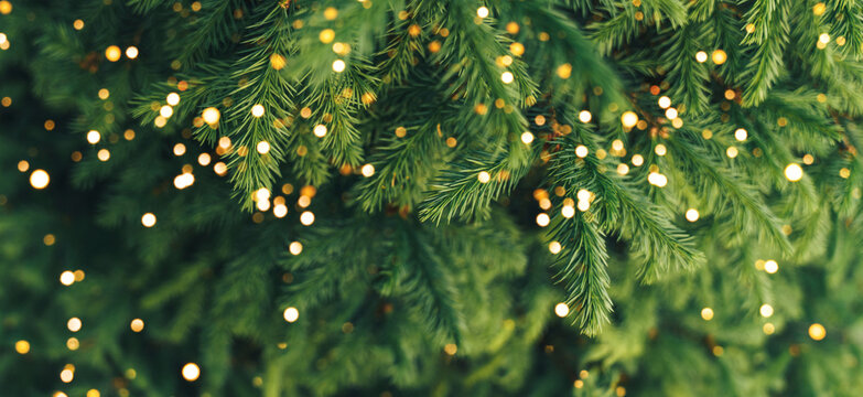 A close-up of a young fir branch with a garland in the summer.