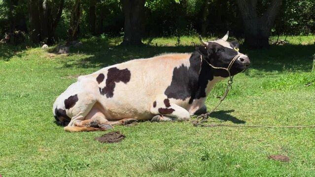 The cow lies on the grass and moos