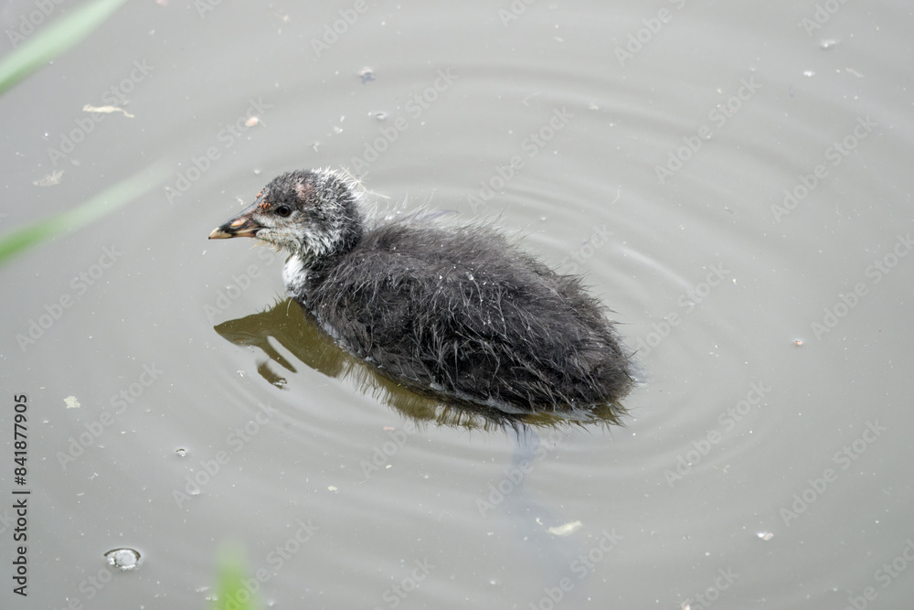 Wall mural close up portrait of coot chick fulica atra  swimming in the river