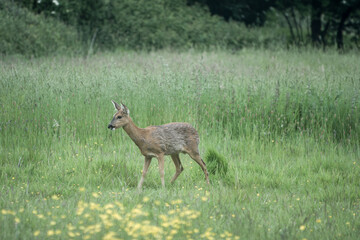 portrait of a pretty roe deer in the countryside