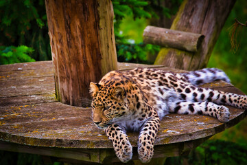 Leopard resting on a wooden platform in the forest