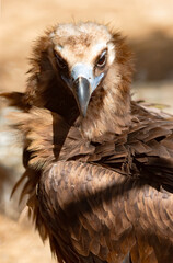 Portrait Big Griff Black Aegypius monachus closeup. Large raptorial bird also known as the black vulture, monk vulture, or Eurasian black vulture.