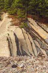 A rugged cliff slope with pronounced geological layers, topped with dense green pine trees. The base is littered with snags and tree debris. Wild seashore.