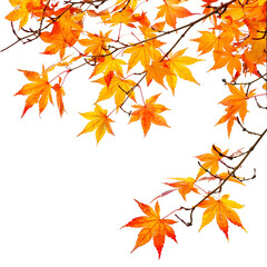 autumn leaves background