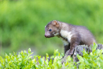 Side view of cute marten sitting on a tree stump. Horizontally. 