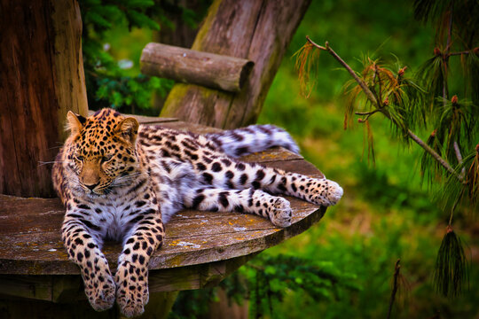 Leopard resting on a wooden platform
