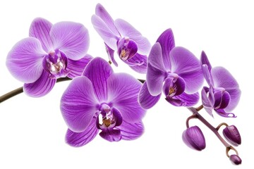 A close-up shot of a single purple flower growing on its stem