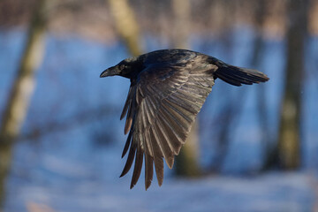 Common raven (Corvus corax)