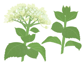 咲き始めと蕾の紫陽花