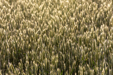 landscape from a foggy morning, sunrise in the fog, blurred and blurred silhouettes of trees and plants,