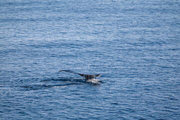 Fototapeta premium View of humpback whale tail in the Southern Ocean, Anrarctica