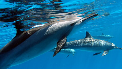 
Dolphins. Spinner dolphin. Stenella longirostris is a small dolphin that lives in tropical coastal...