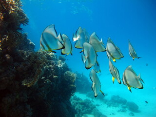Fototapeta premium Colorful tropical fish on a coral reef, amazingly beautiful fairy world. In the coral gardens of the Red Sea.