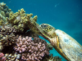 Hawksbill sea turtle (CR species) Hawksbill Turtle - Eretmochelys imbricata.